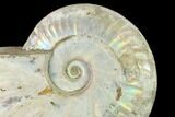 Silver Iridescent Ammonite (Cleoniceras) Fossil - Madagascar #137401-2